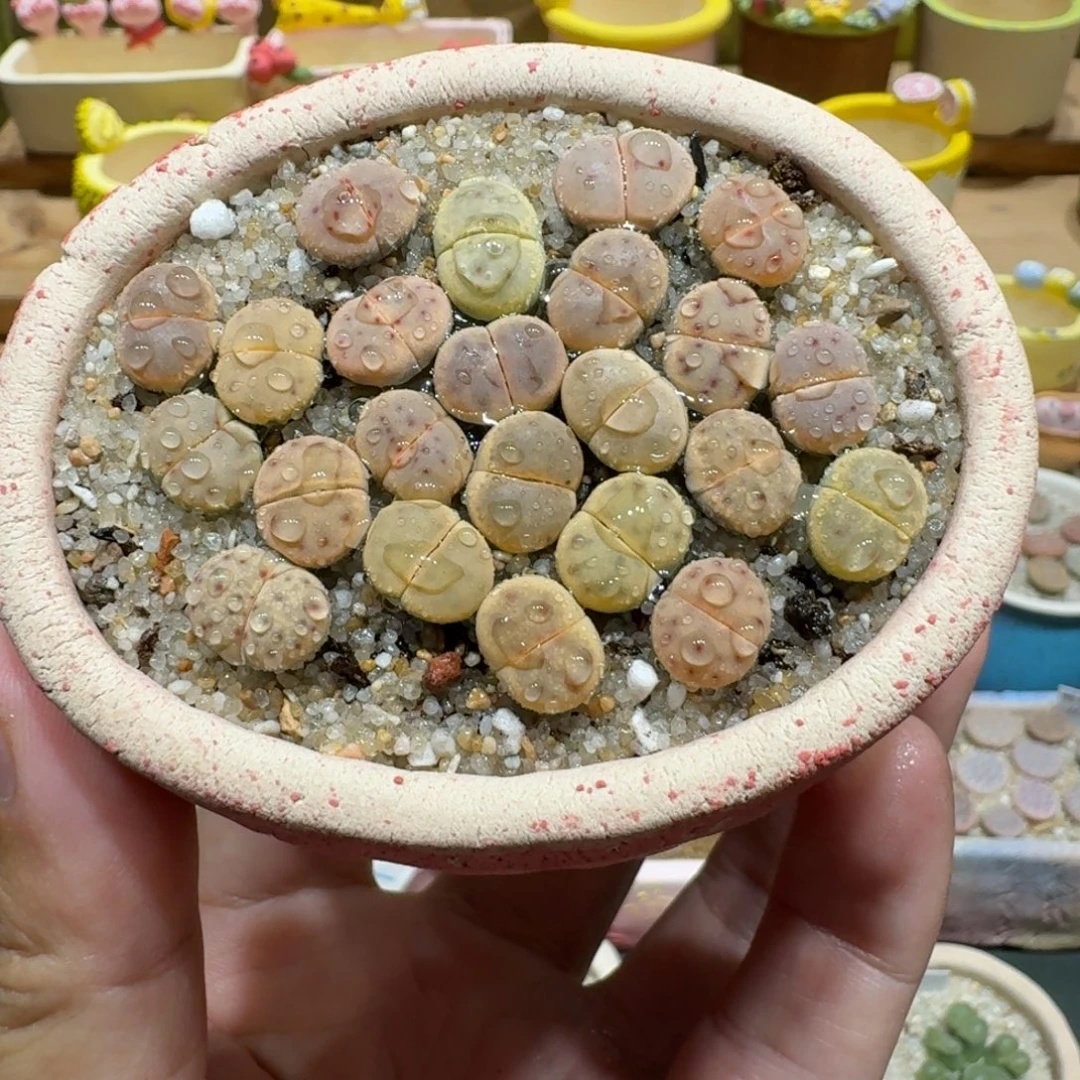 蘑菇1131草莓惜春彩拼多肉植物