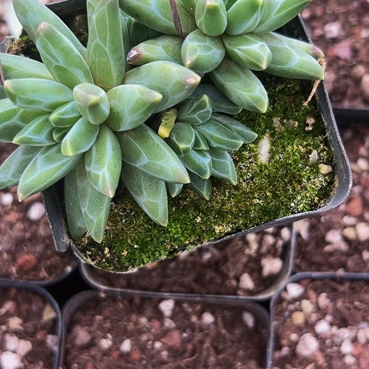 1颗美人系列多肉植物
