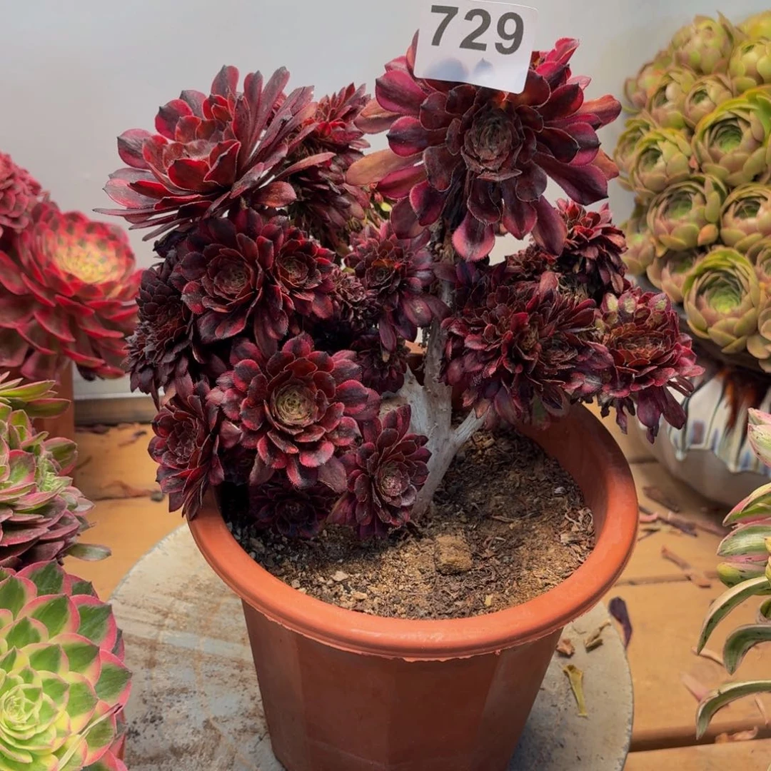 多肉法师月婵缀福利叶片晒729