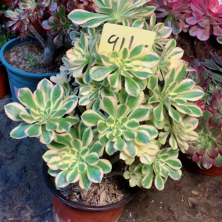 911保时捷多肉一物一拍