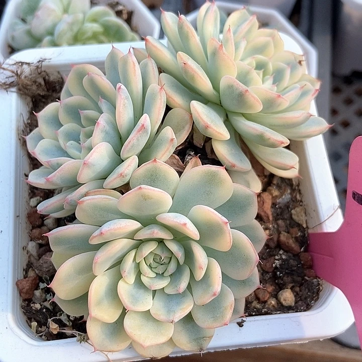 多肉植物姬莲锦756多肉