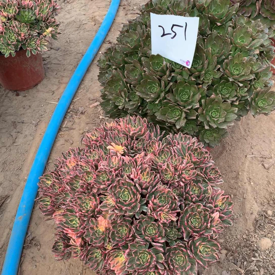 ?****?251多肉植物盆栽植物