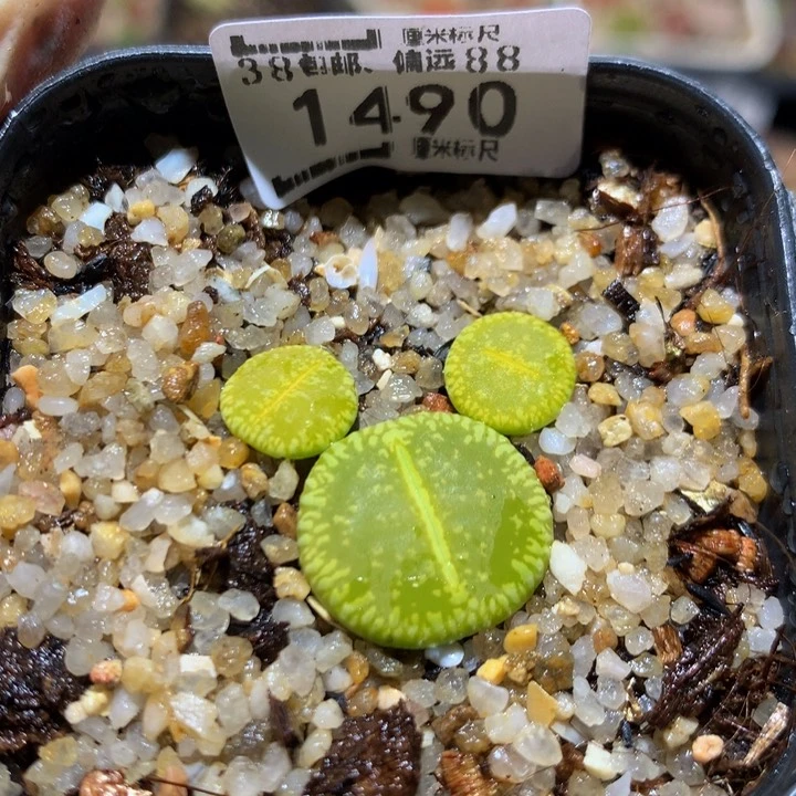 软*Ssss石头头花花花1490