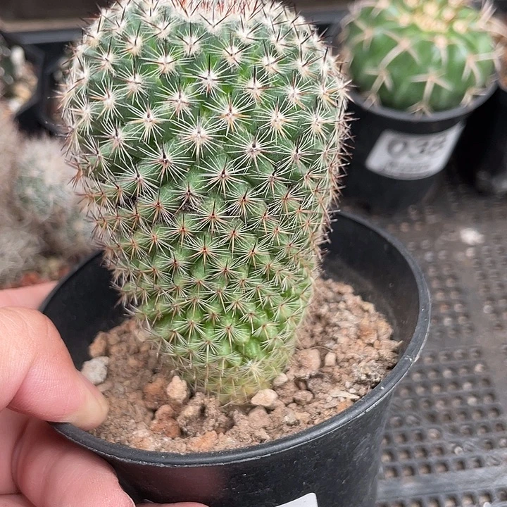 041恋山彦仙人球植物