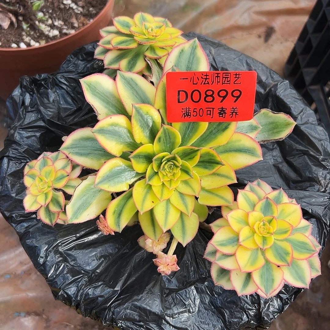 0899多肉植物太阳神