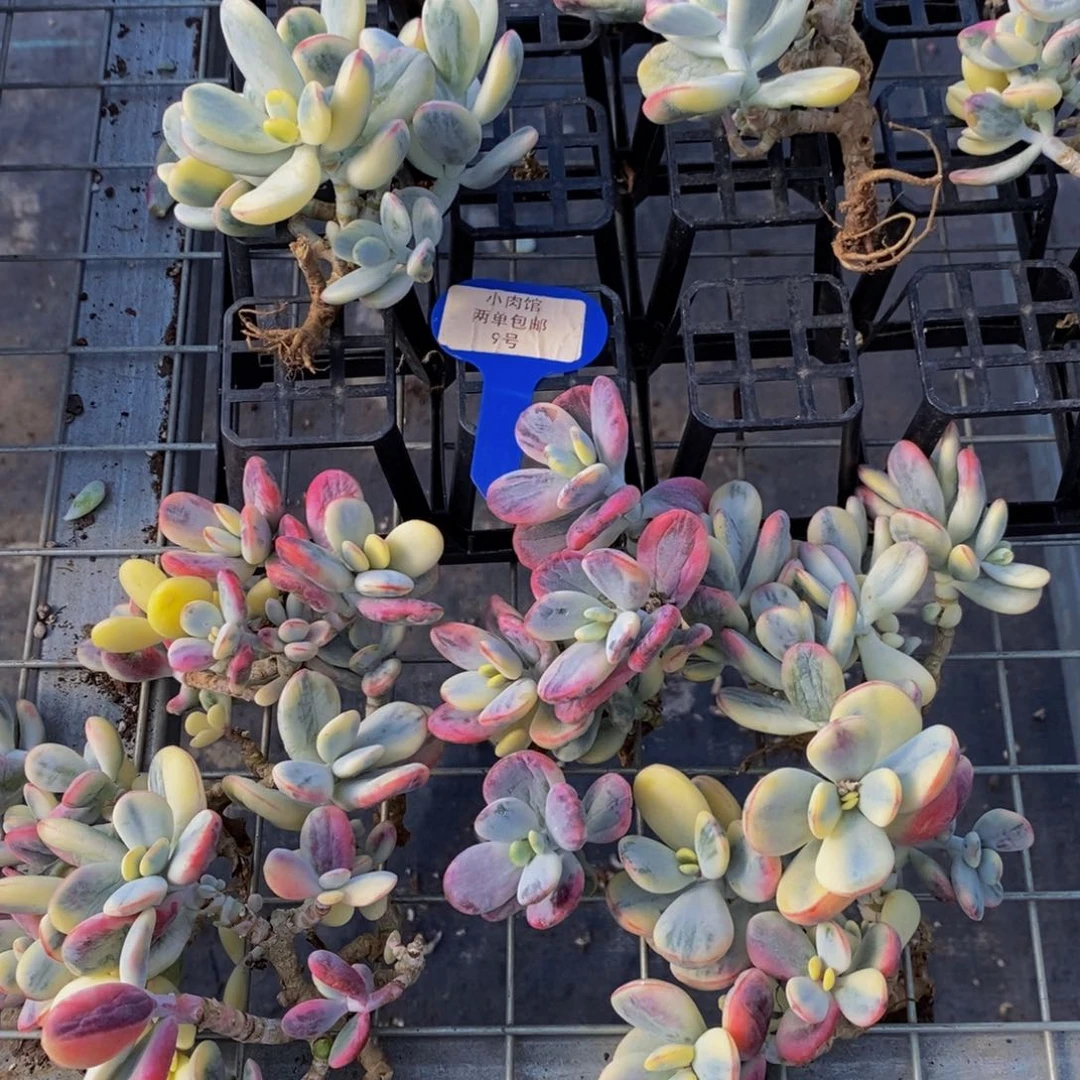 9-精品母本乒乓福娘锦大群一个