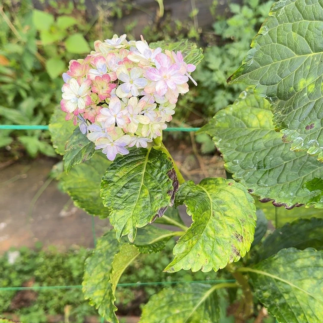 大部分花苞少量开放18