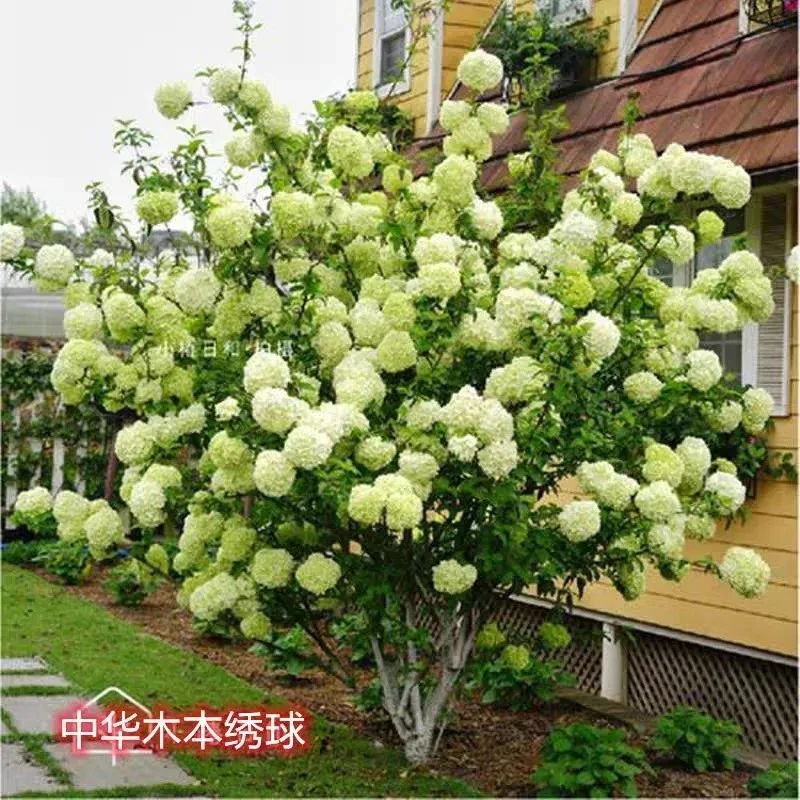 中华木本绣球大花斗球。耐寒耐热，南北方都可栽种。盆栽地栽都适合。