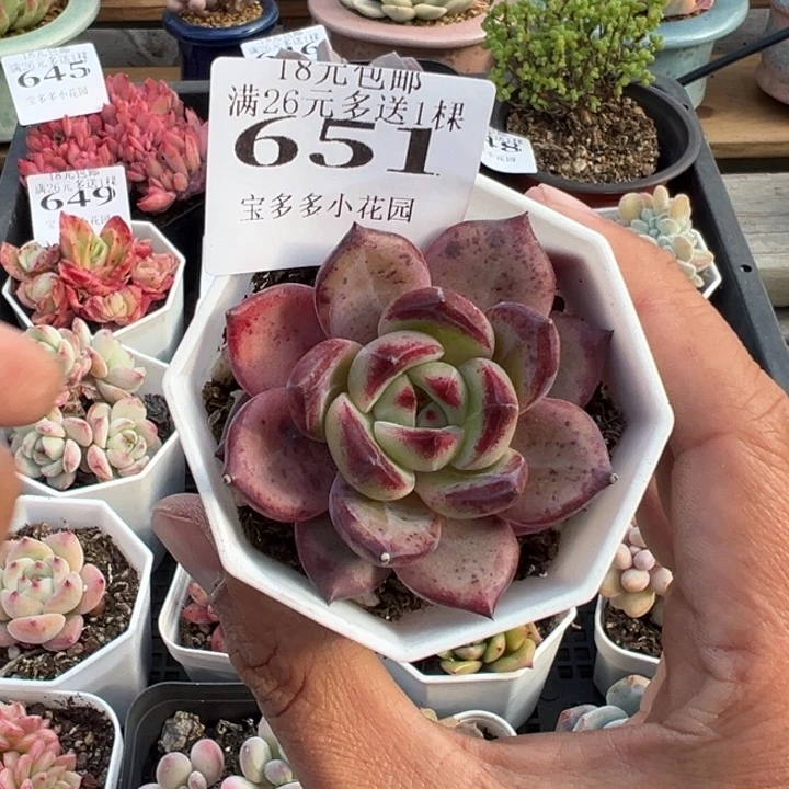 比翼鸟一物一拍满18元包邮下午发货