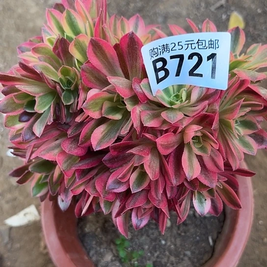 你*她多肉植物一个