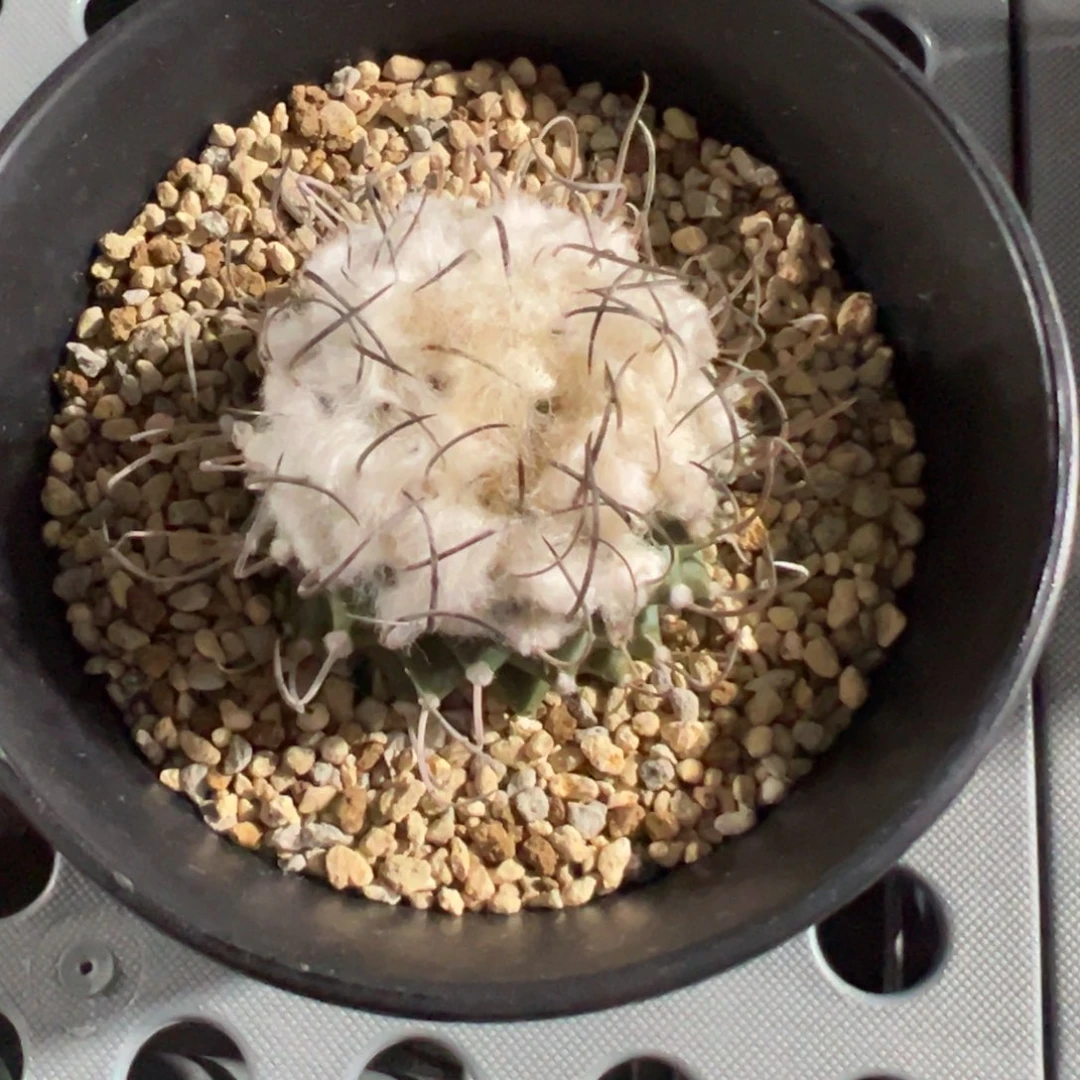 无花朵实生娇丽花