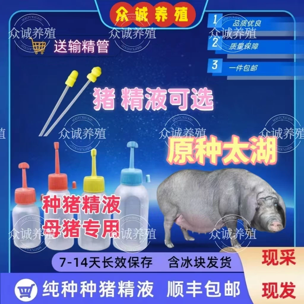 高产太湖种公精液一件包邮包对版生态养殖批发输精管猪用耗材