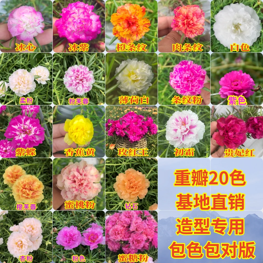 重瓣太阳花苗枝条【标色发货】