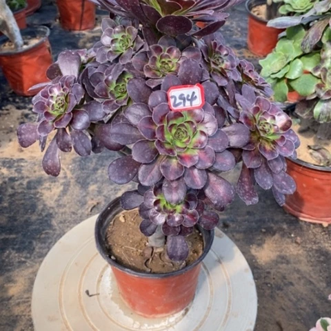 花蝴蝶捧花一物一拍