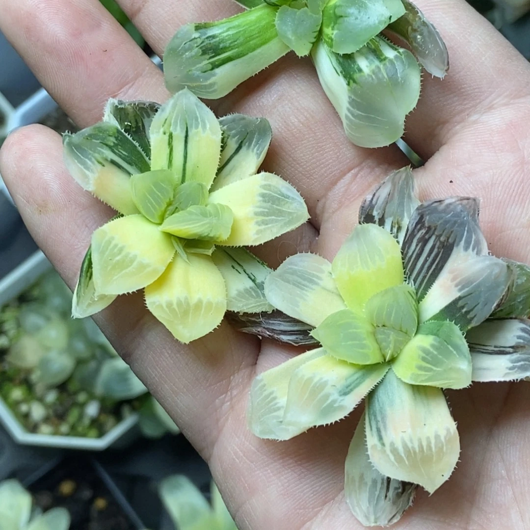 白***茶是是是是是是是是是寿