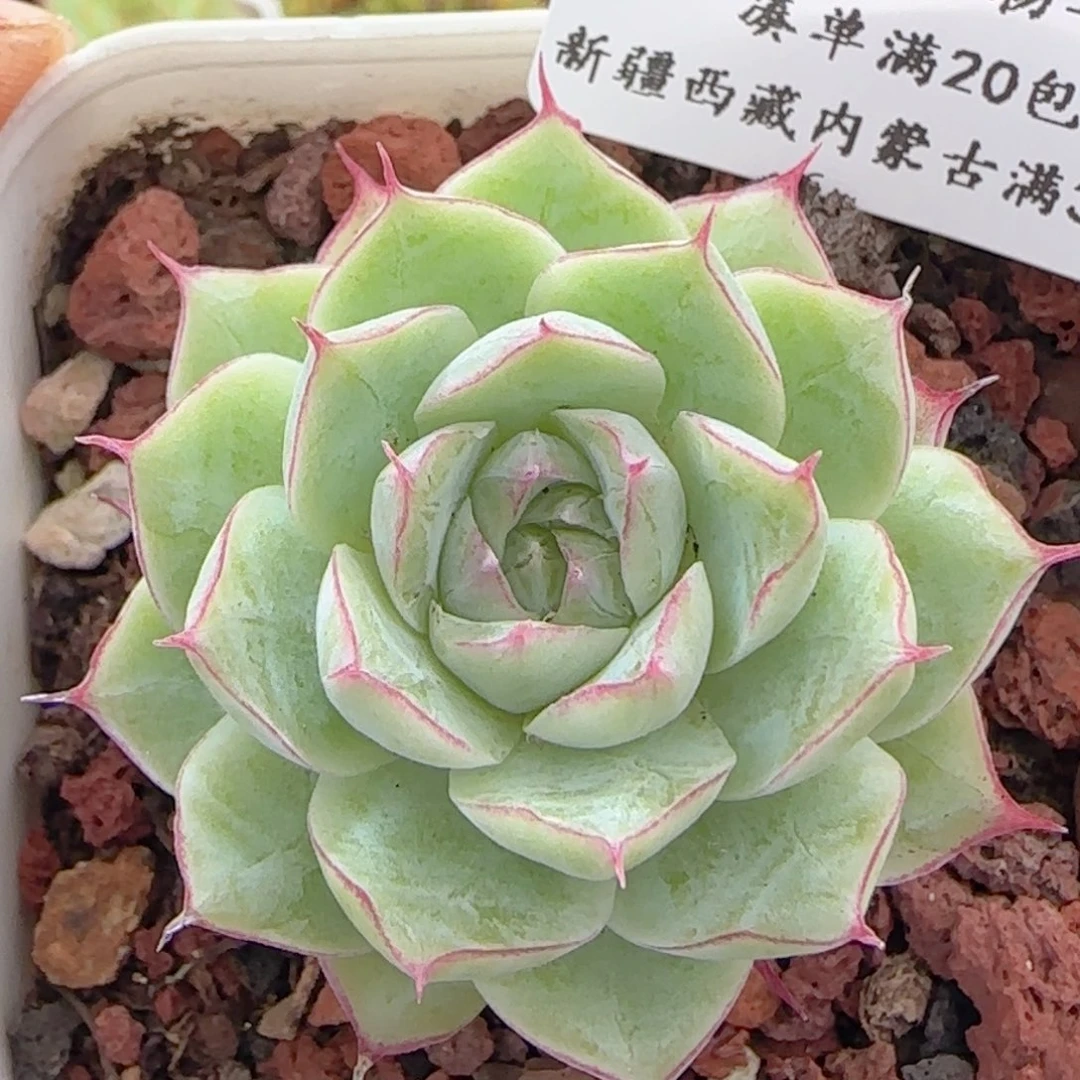 0615-217细边线女王