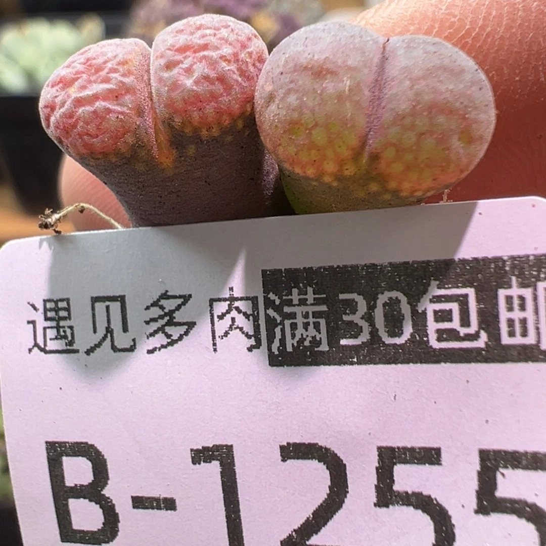 多肉植物11111111111