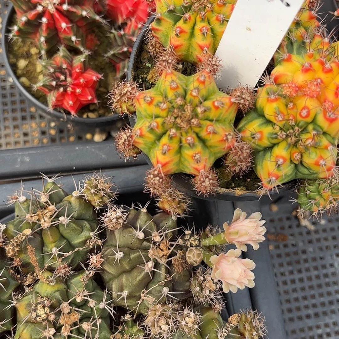 106-0610泰国发货多肉