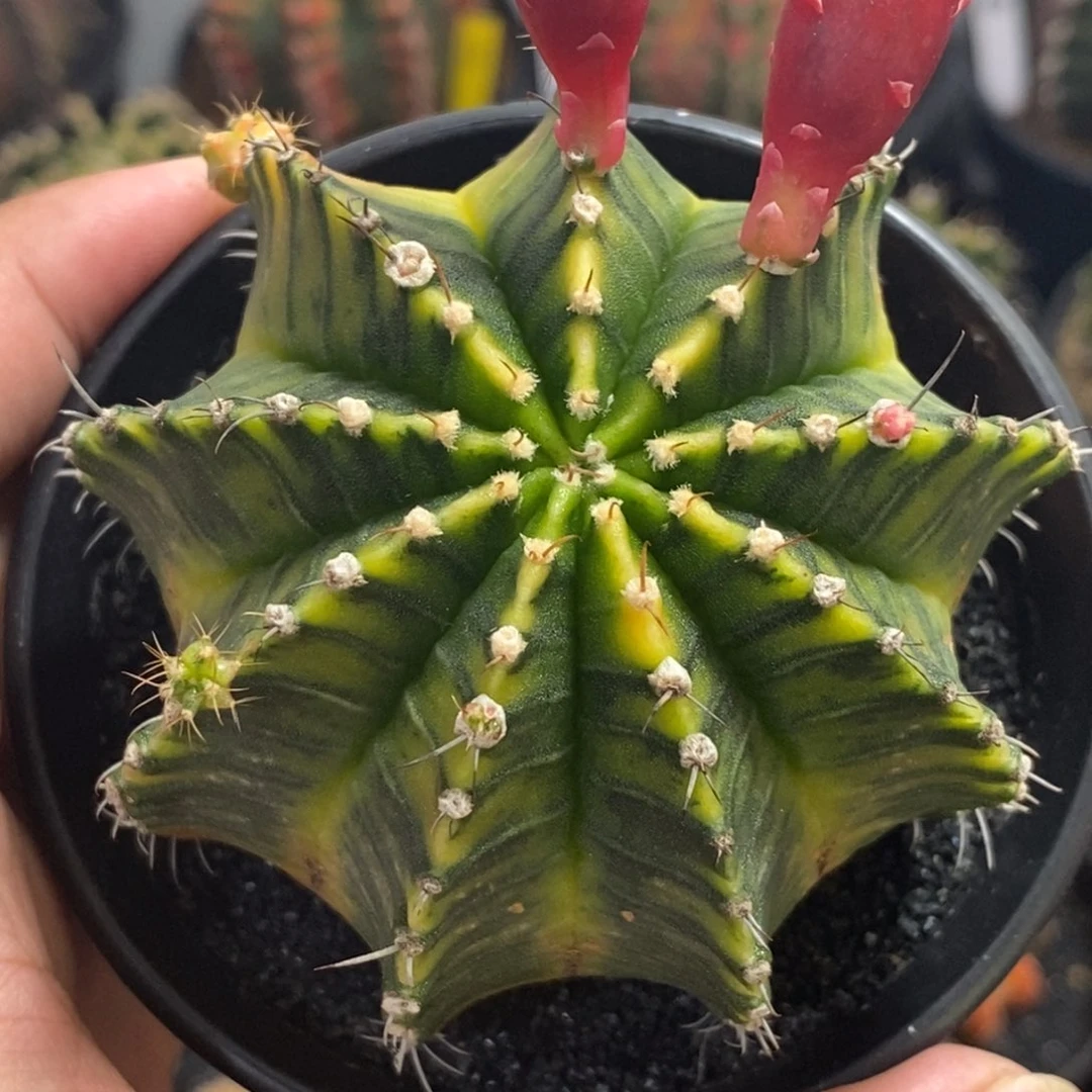 泰系全品米哈（微瑕）—带盆土发货