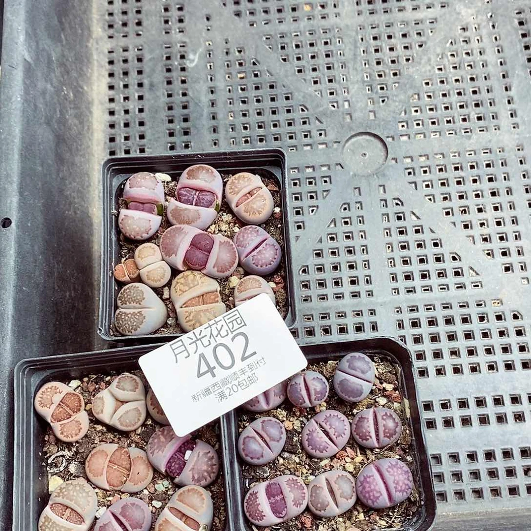我会把他当成他喜欢过402