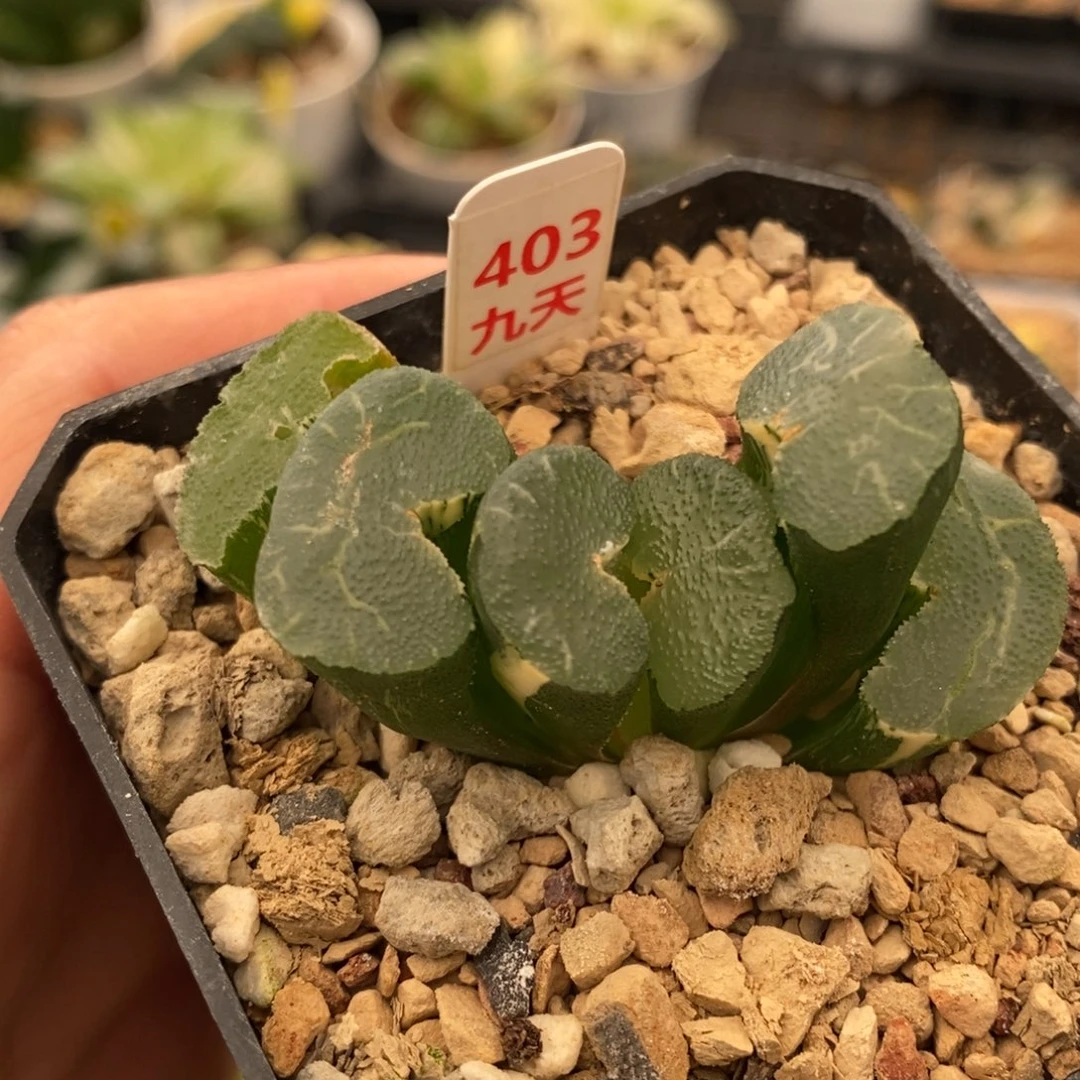 403号大绳玉扇锦多肉