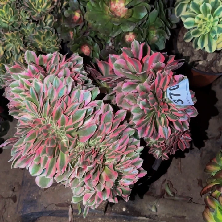 370妖月多肉植物不售后