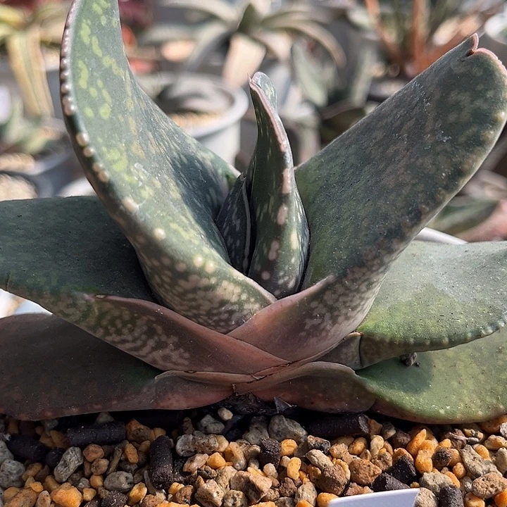 69tuo tu fa huo 111111111