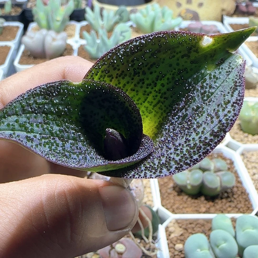 哈哈哈哈哈哈哈57777