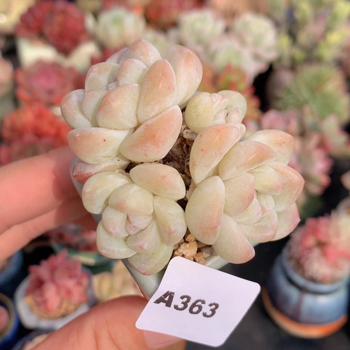 一物一拍含盆土满38包邮A363