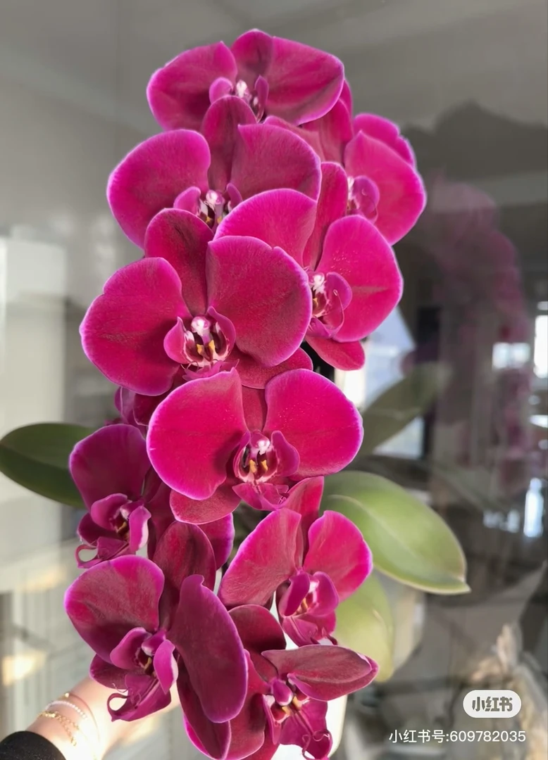 蝴蝶兰[牛记黑脸] 高端丝绒质感3.0超级爆根 轻微叶损