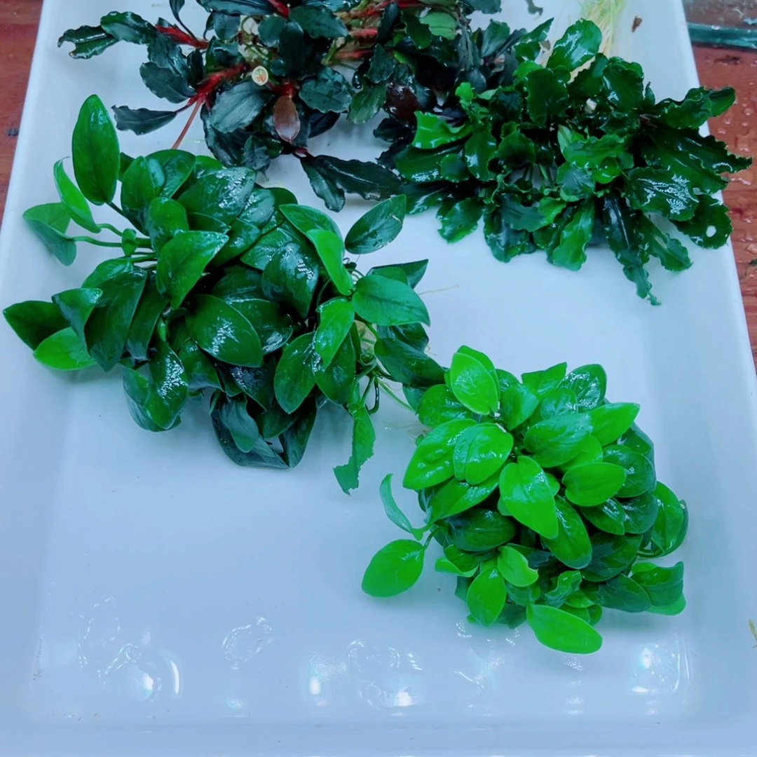 美小呆特惠套餐一份