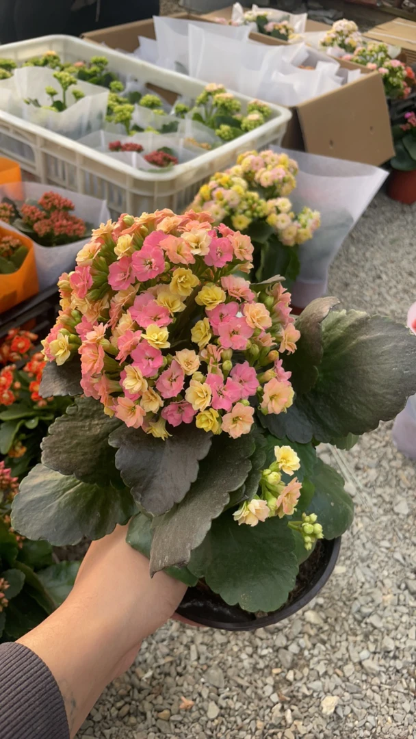 长寿花（金牌变色龙）