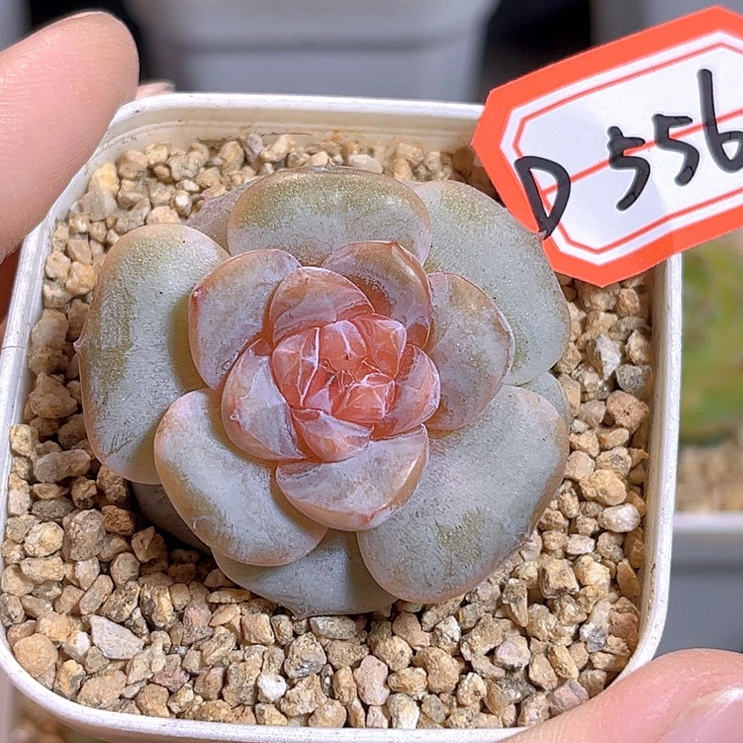 D556 一物一拍  粉兔