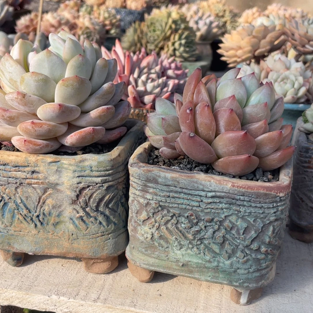 多肉植物多肉植物