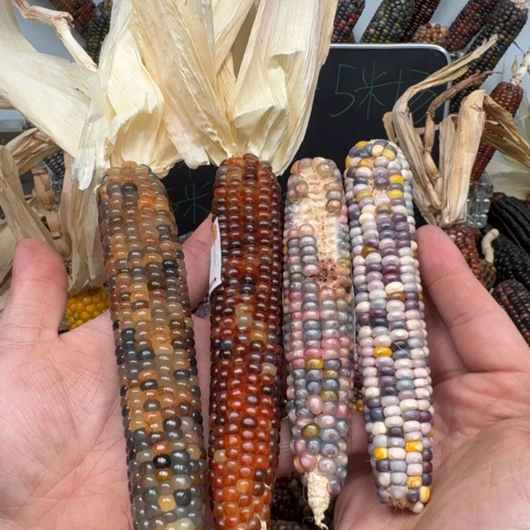 柏香籽/百香籽吊坠古*