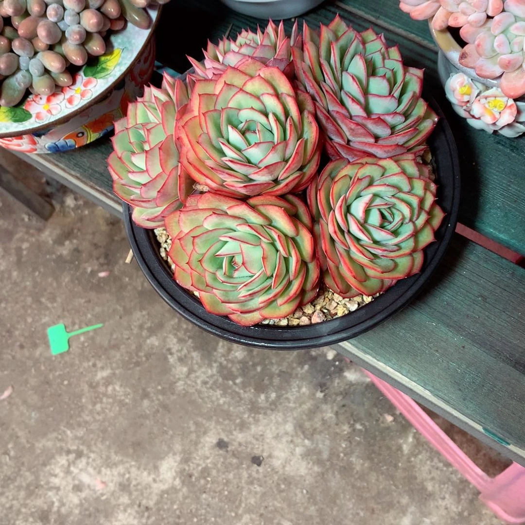 A***一物一拍一物一拍