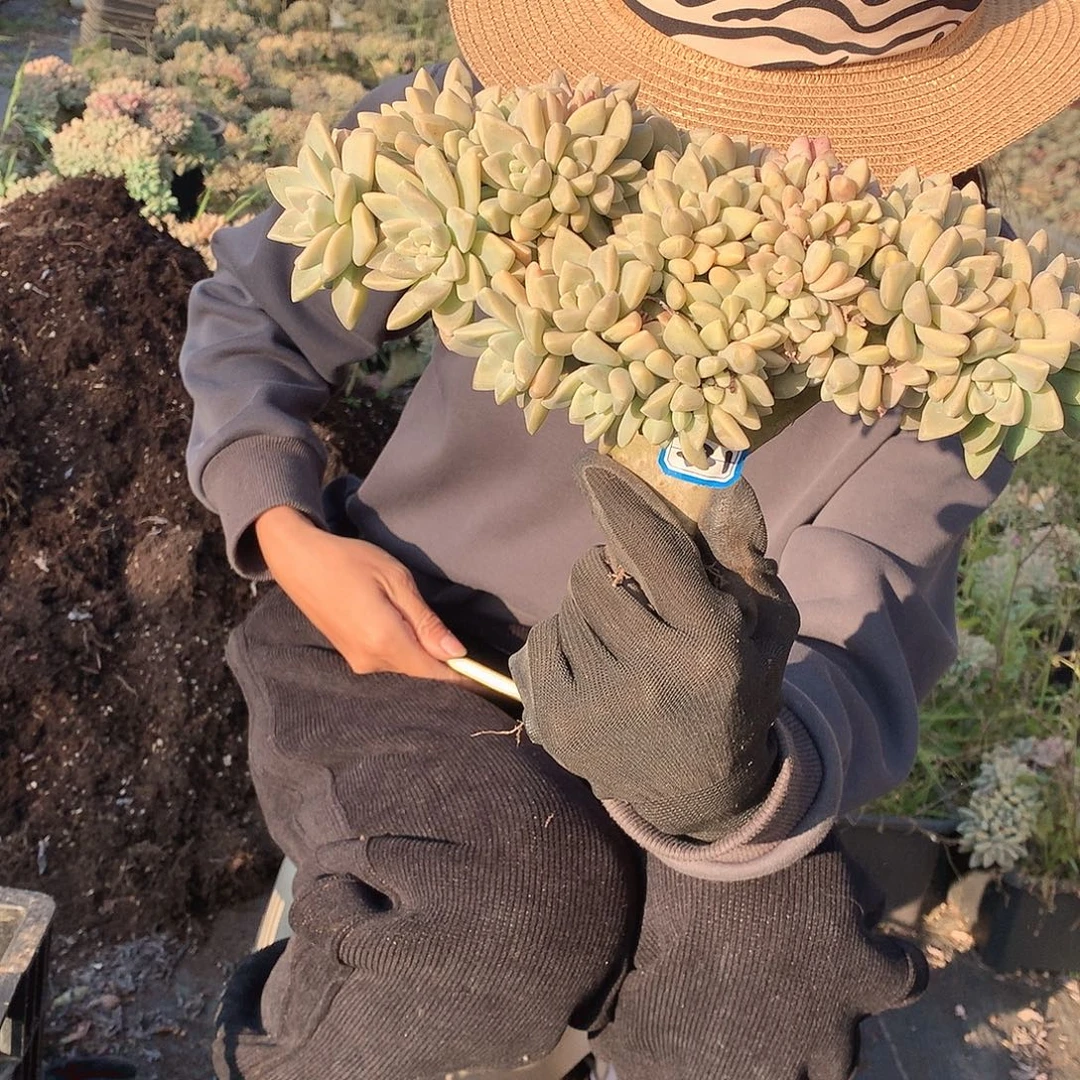 231 淡雪缀 一物一拍