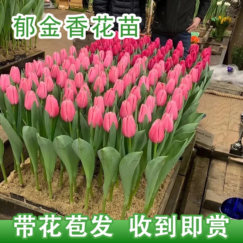 带花苞郁金香花苗盆栽花卉客厅耐寒水培植物室内庭院绿植好养鲜花