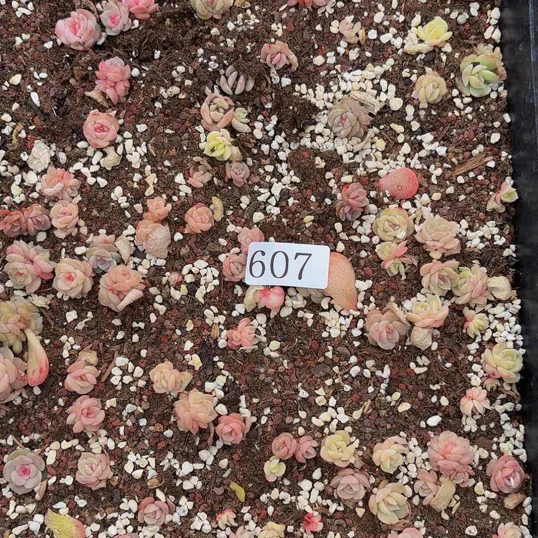 温***，多肉植物多肉植物607