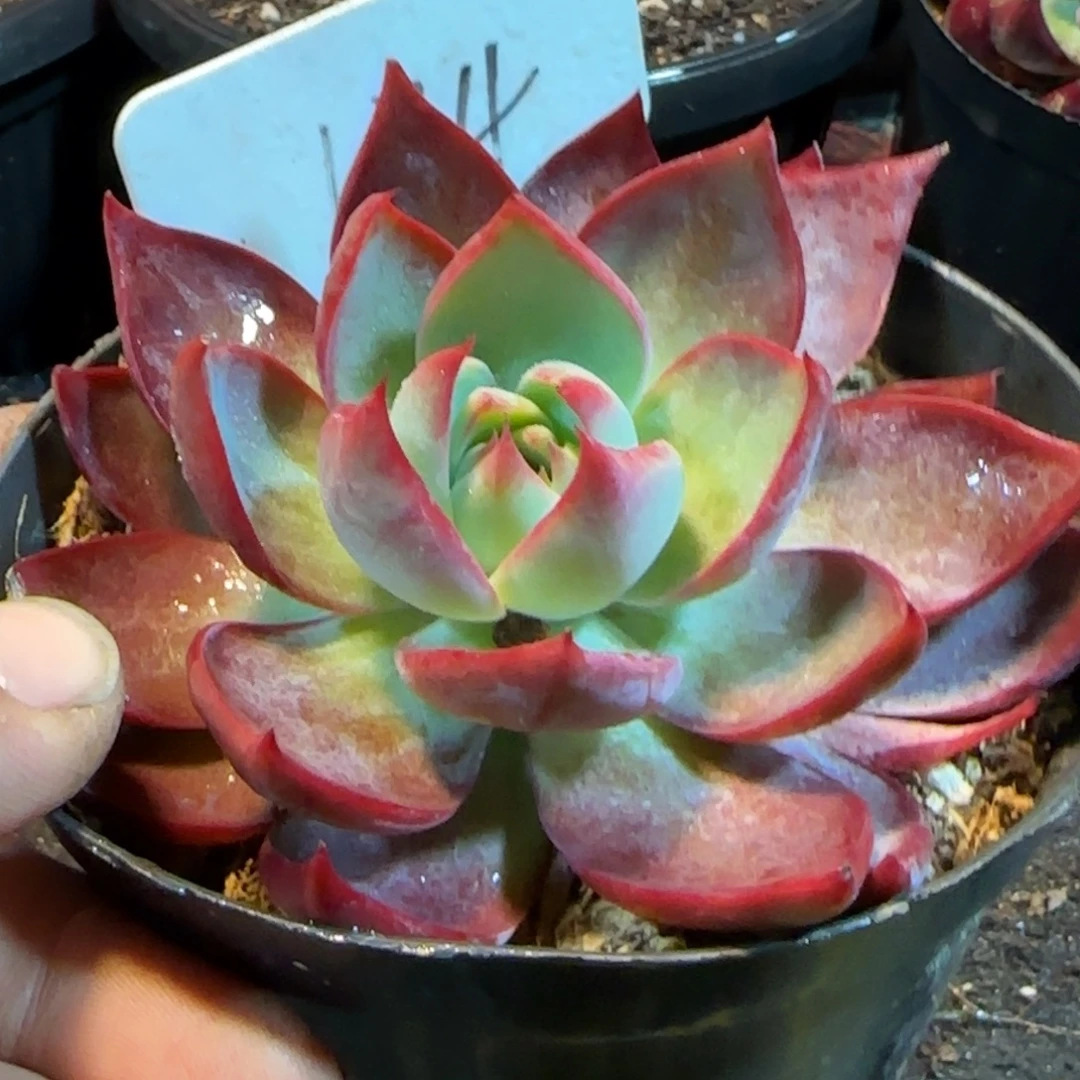 惊鸿一物一拍包装收缩花旱174