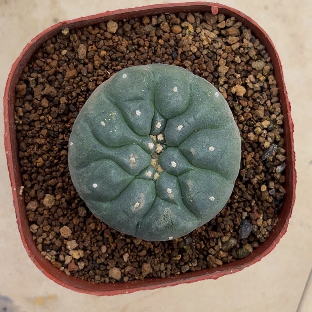 s****）m猪猪姐姐带盆缀实生