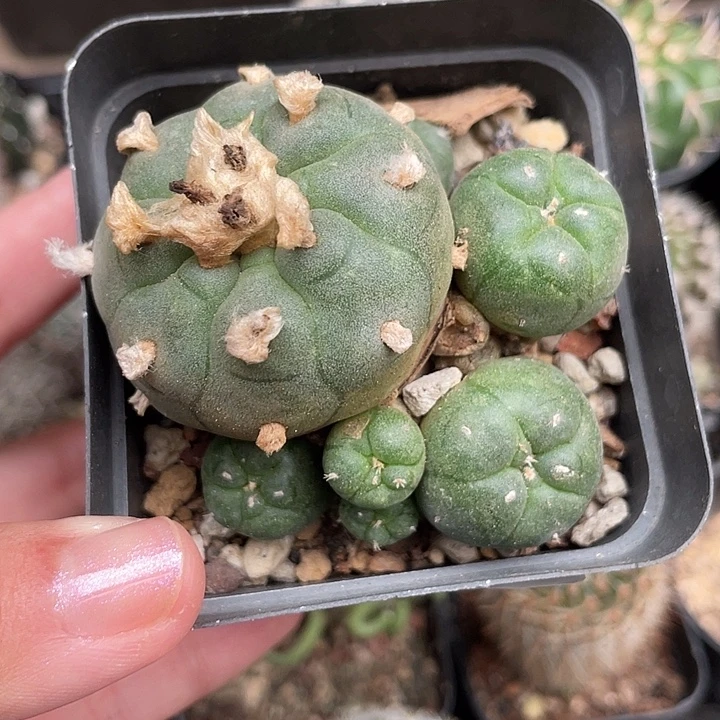 051大鱼仙人球植物
