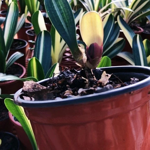 【闪购商品】手**香