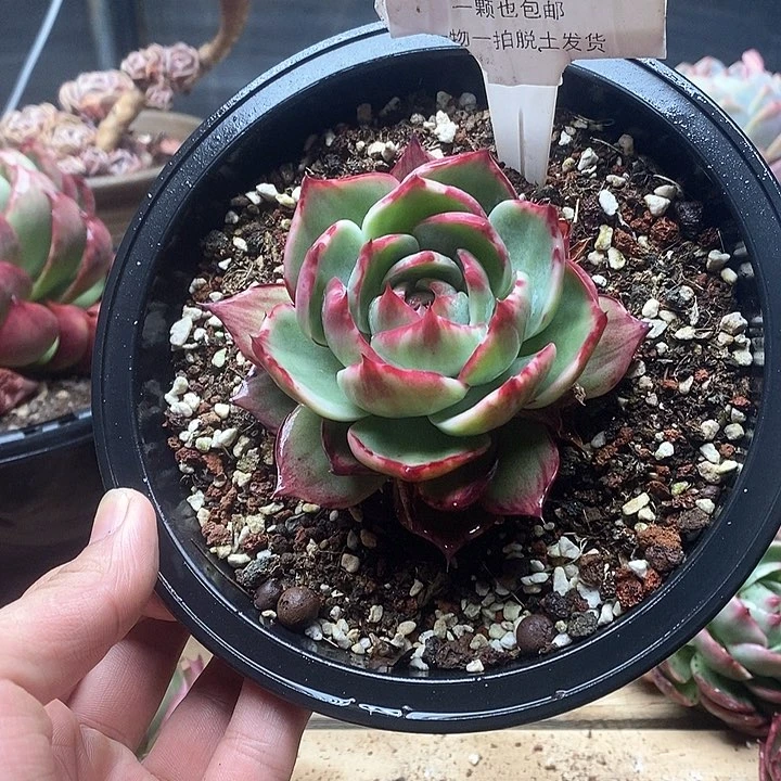 惊鸿仙子一物一拍042