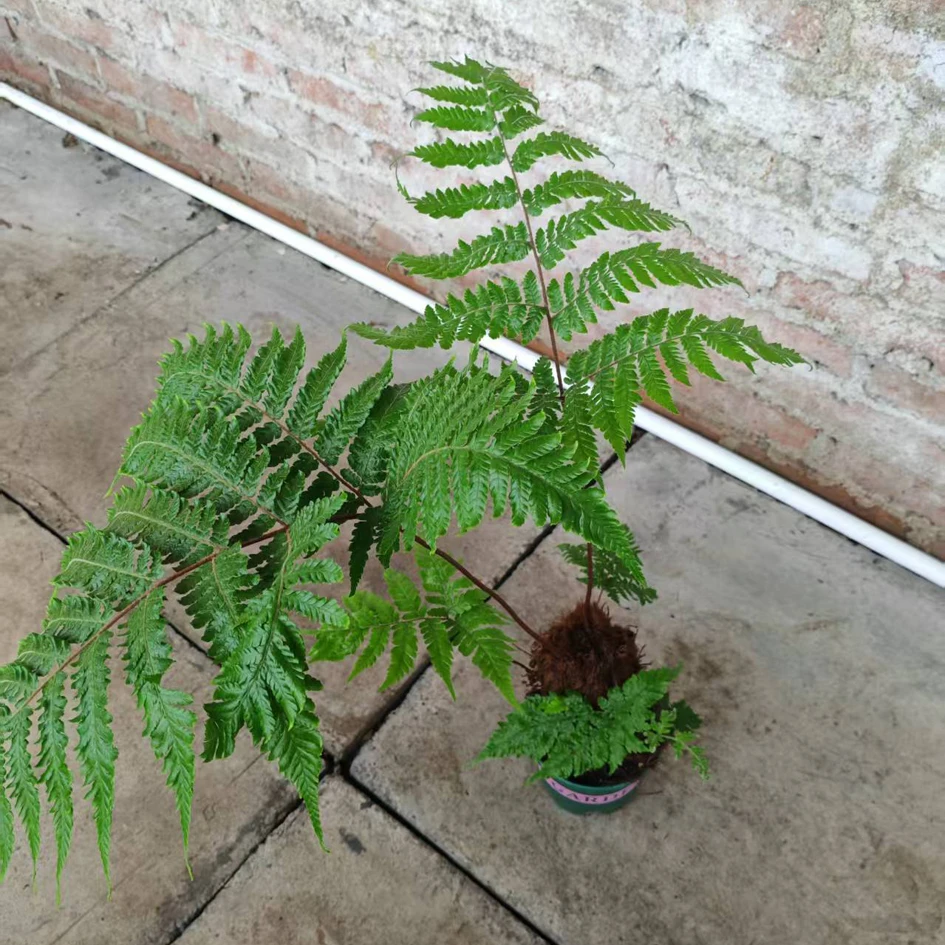 虹鳞蕨老桩（直播间一物一拍）