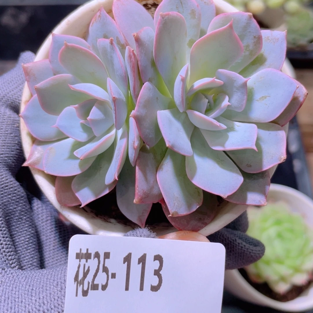 花利美25-113蓝石莲