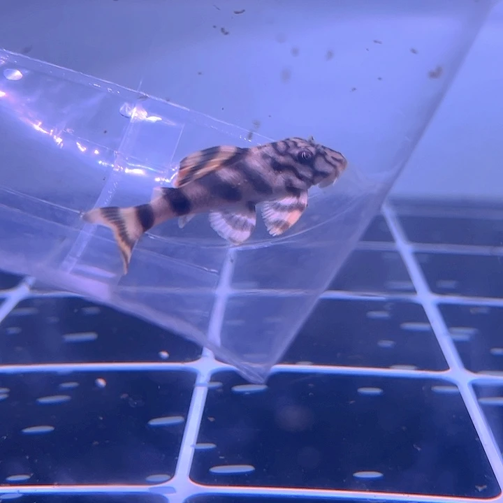 清道夫鱼24-028陶瓷娃娃一条尺寸6+