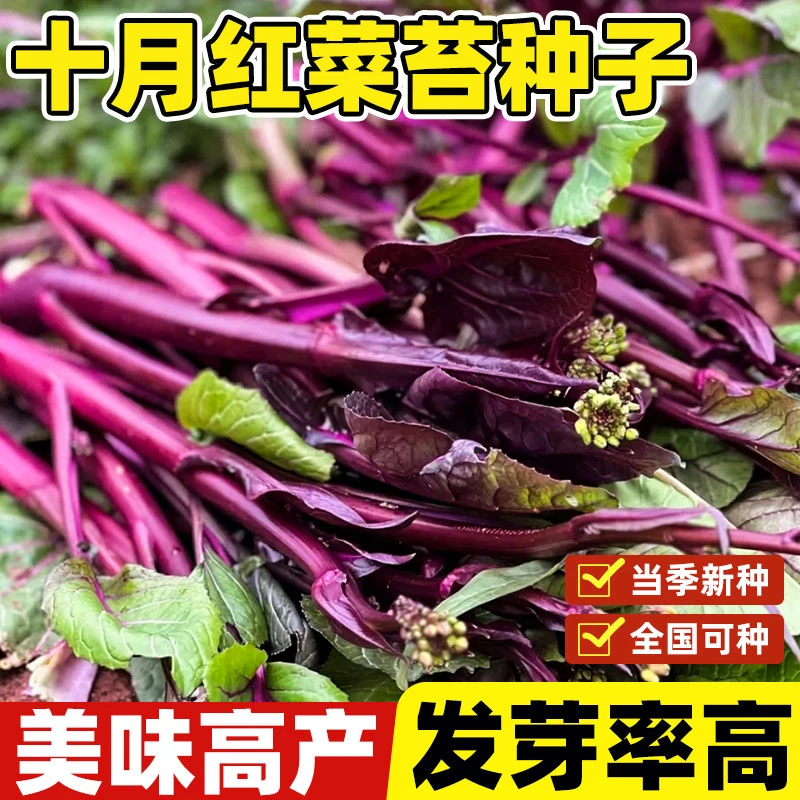 十月红菜苔种孑四季播红菜苔种子易养活家庭种植阳台庭院蔬菜种子