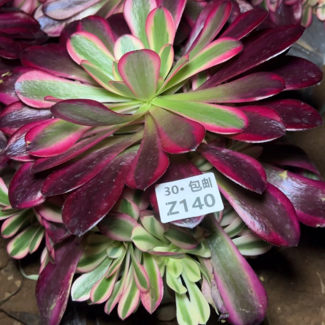 140美杜莎，多肉法师