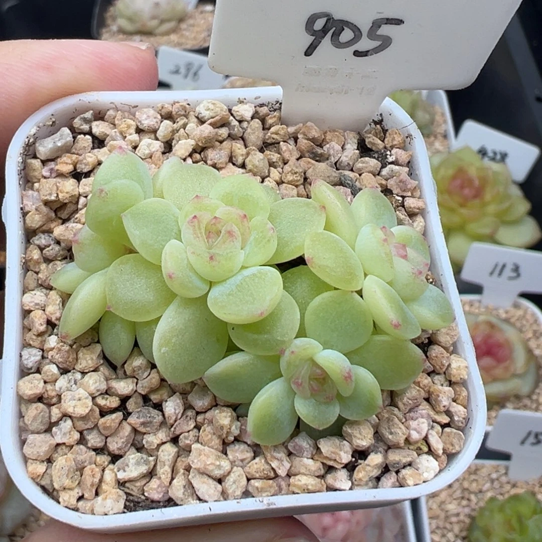 905号希米鹿4头 晗雨